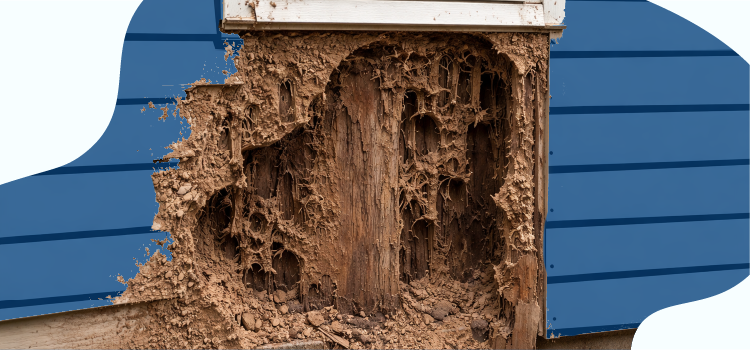 termite-damage-on-the-outside-of-a-house