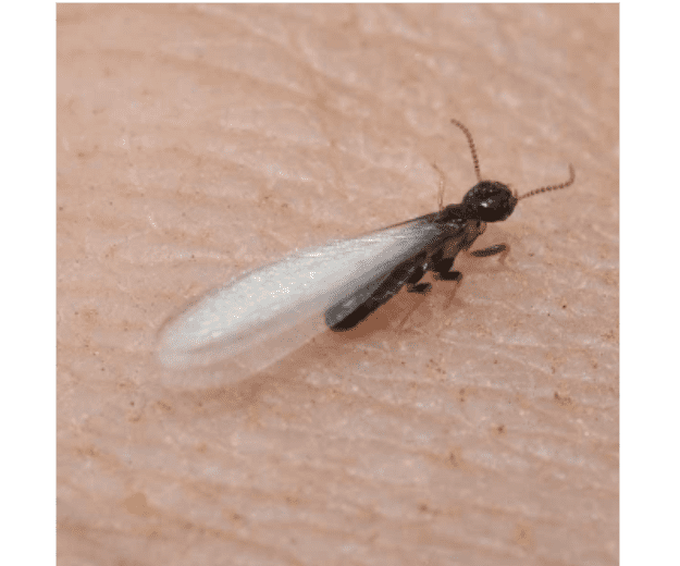 Dark-Southeastern-Subterranean-Termites