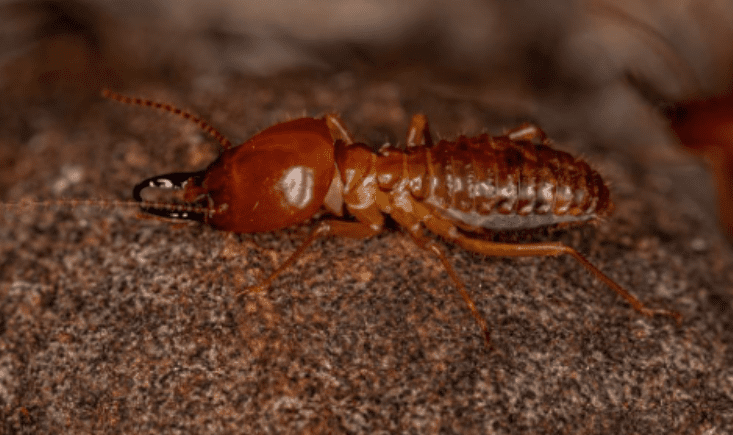 Eastern-Subterranean-Termites