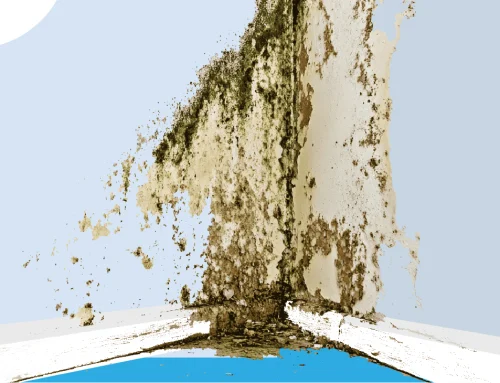 How To Tell If Your House Has Mold and How Mold Affects Your Energy Efficiency