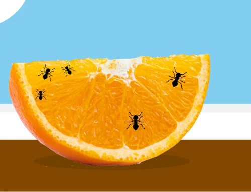 How To Get Rid of Ants in a House: 14 Innovative Solutions
