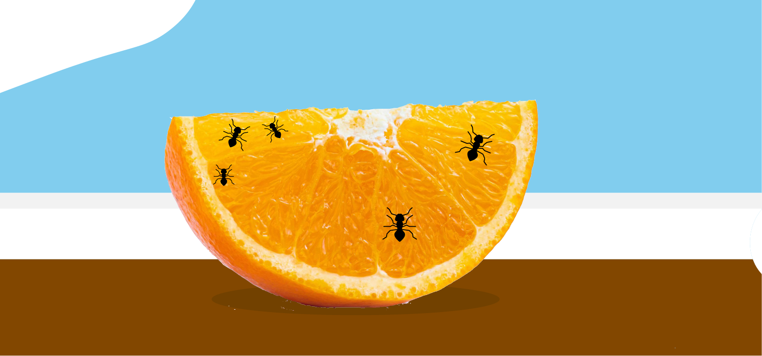 ants-crawling-on-an-orange-slice-on-a-floor.