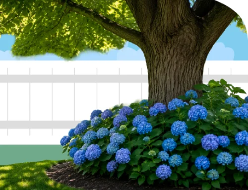 Where Should You Plant Hydrangeas? A Homeowner’s Guide to Healthy Blooms