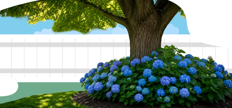 An outdoor scene featuring a large green tree and vibrant blue hydrangea bushes next to a white picket fence. An-outdoor-scene-featuring-a-large-green-tree-and-vibrant-blue-hydrangea-bushes-next-to-a-white-picket-fence