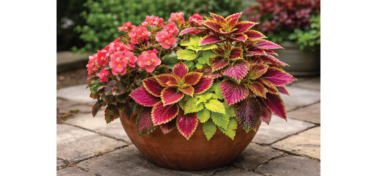 flower-pairings_Begonias-Coleus-flower-pairing