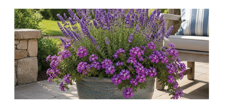 flower-pairings_Lavender-Verbena-flower-pot-pairing