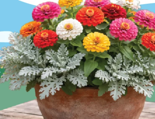 Best Flower Pairings to Grow in Pots: 10 Ideas You’ll Love