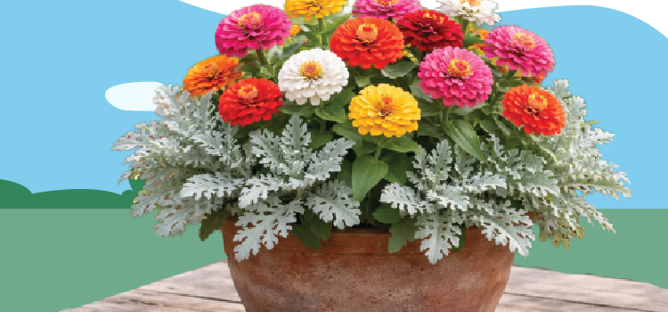 potted plant with beautiful flowers potted-plant-with-beautiful-flowers